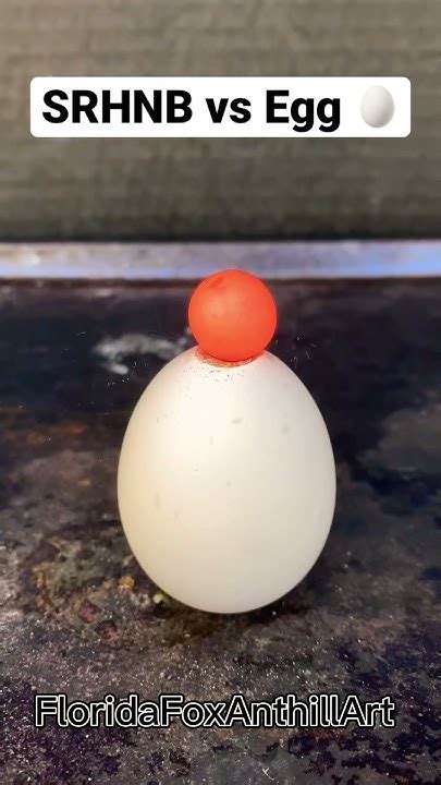 srhnb meaning|SRHNB vs Egg *Rematch* this time I dropped it inside.